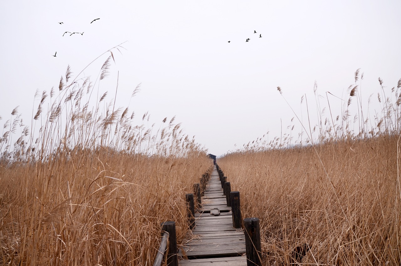 The Importance of Protecting Wetlands